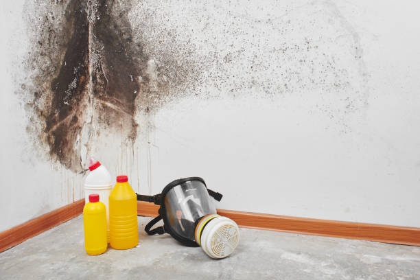 Mold Removal Process in Mount Kisco, NY