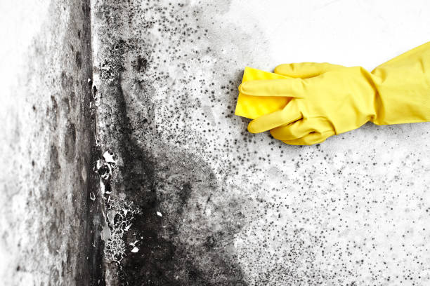 Best Crawl Space Mold Removal  in Mount Kisco, NY