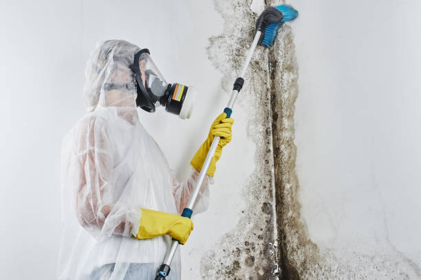 Reliable Mount Kisco, NY Mold Removal Solutions