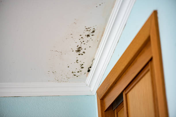 Office Mold Removal Services in Mount Kisco, NY