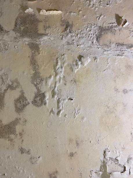 Professional Mold Removal in Mount Kisco, NY