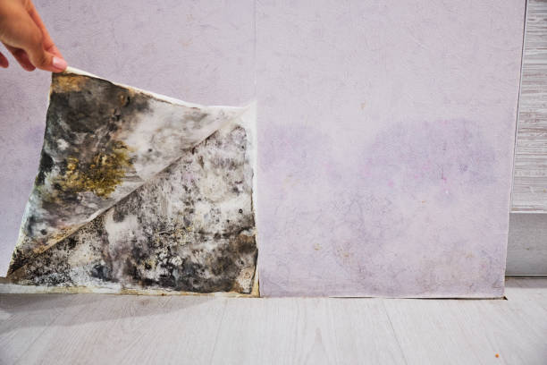 Best Mold Testing  in Mount Kisco, NY